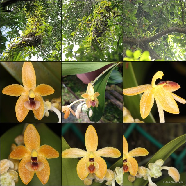 Callostylis pulchella•&copy; Ang Wee Foong•All Rights Reserved