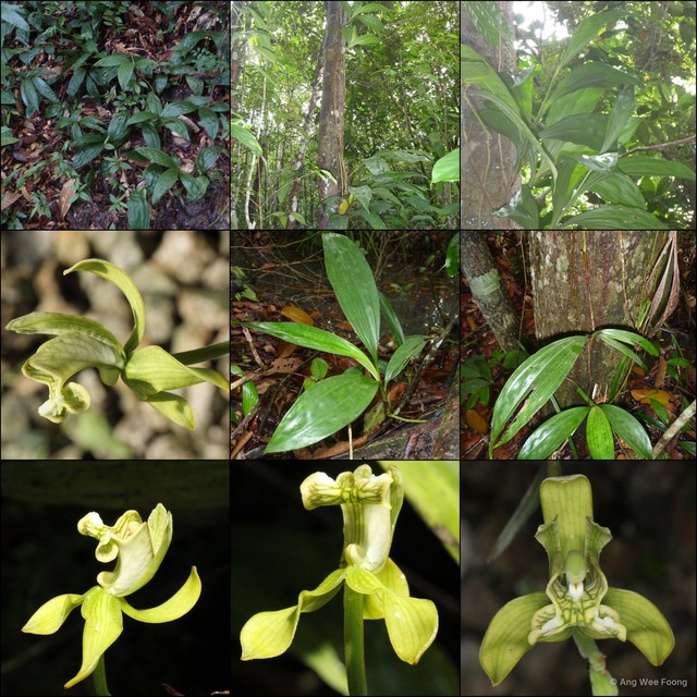 Claderia viridiflora•&copy; Ang Wee Foong•All Rights Reserved