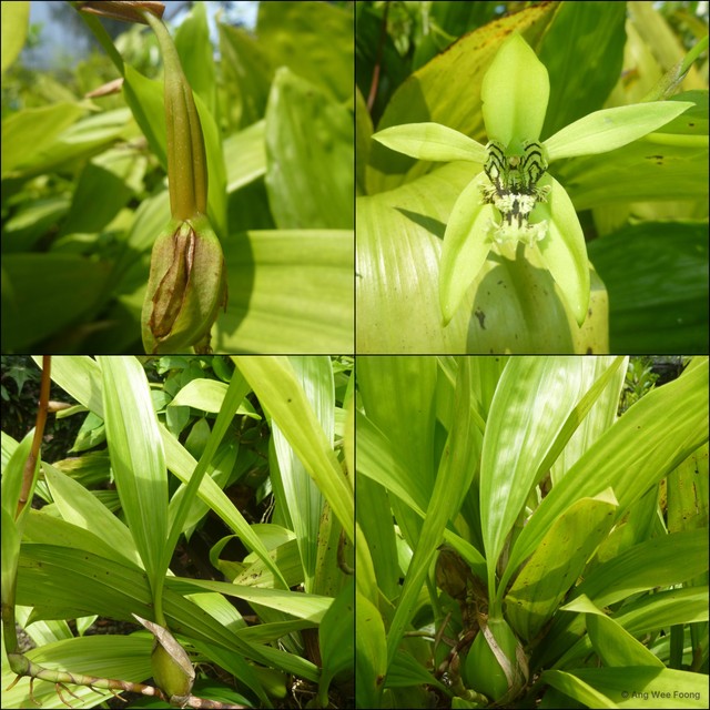 Coelogyne mayeriana•&copy; Ang Wee Foong•All Rights Reserved