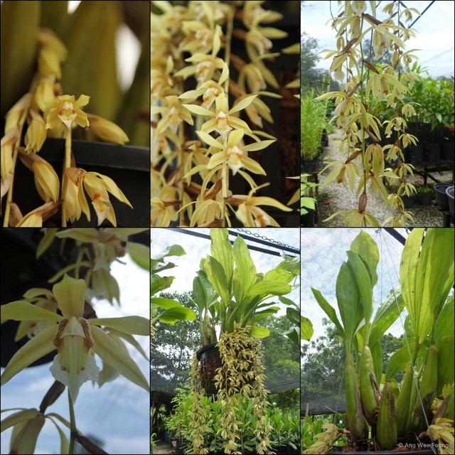 Coelogyne rochussenii•&copy; Ang Wee Foong•All Rights Reserved