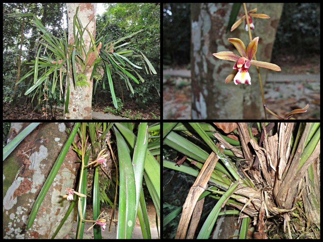Cymbidium (Cymbidium) finlaysonianum•&copy; Ong Kwan Han•All Rights Reserved