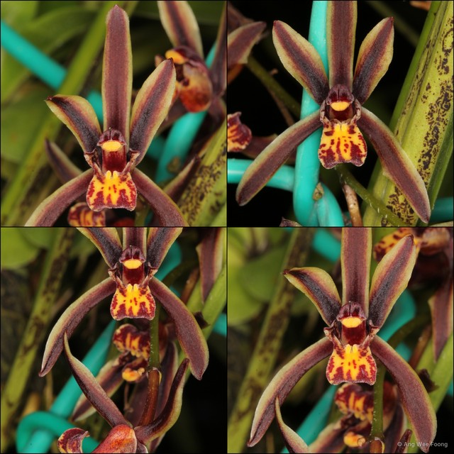 Cymbidium (Cymbidium) bicolor pubescens•&copy; Ang Wee Foong•All Rights Reserved