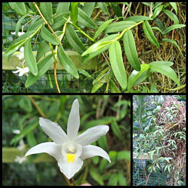 Dendrobium crumenatum•&copy; Ong Kwan Han•All Rights Reserved