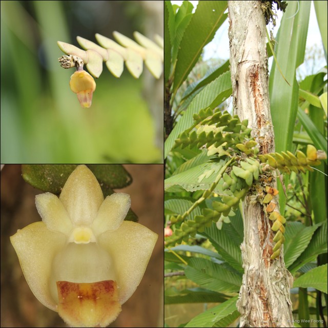 Dendrobium leonis•&copy; Ang Wee Foong•All Rights Reserved