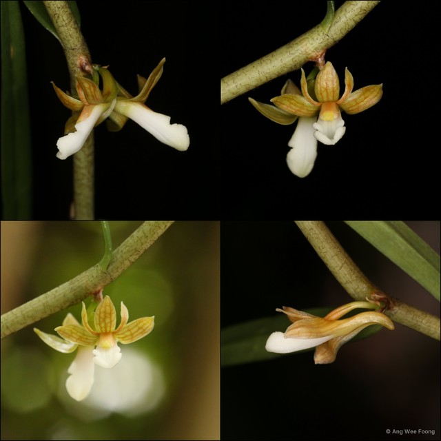 Dendrobium lobbii•&copy; Ang Wee Foong•All Rights Reserved