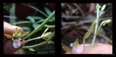 Eulophia graminea Lindl.