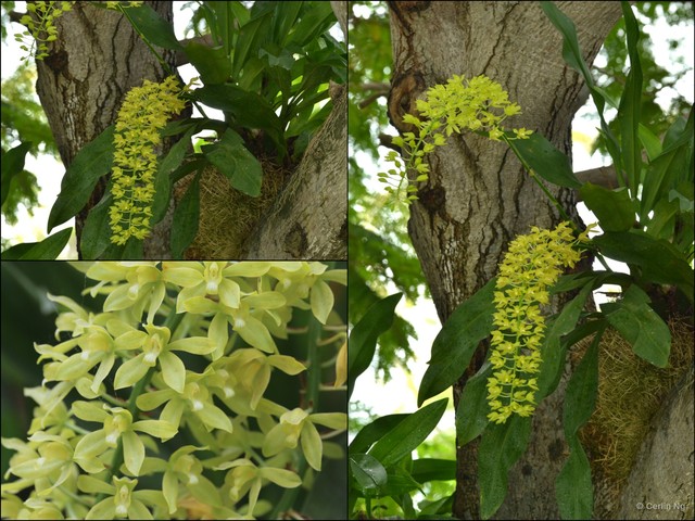 Grammatophyllum scriptum•&copy; Cerlin Ng•All Rights Reserved
