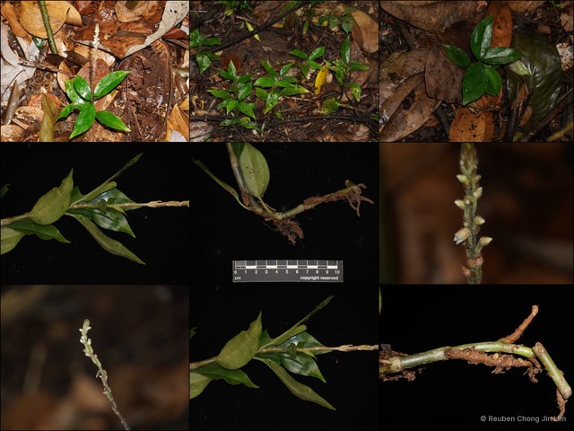 Hetaeria oblongifolia•&copy; Reuben Chong Jin Lim•All Rights Reserved