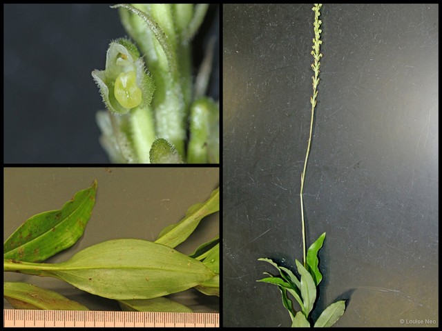 Hylophila mollis•&copy; Louise Neo•All Rights Reserved