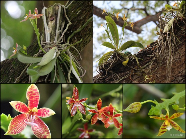 Phalaenopsis (Polychilos) cornu-cervi•&copy; Cerlin Ng•All Rights Reserved