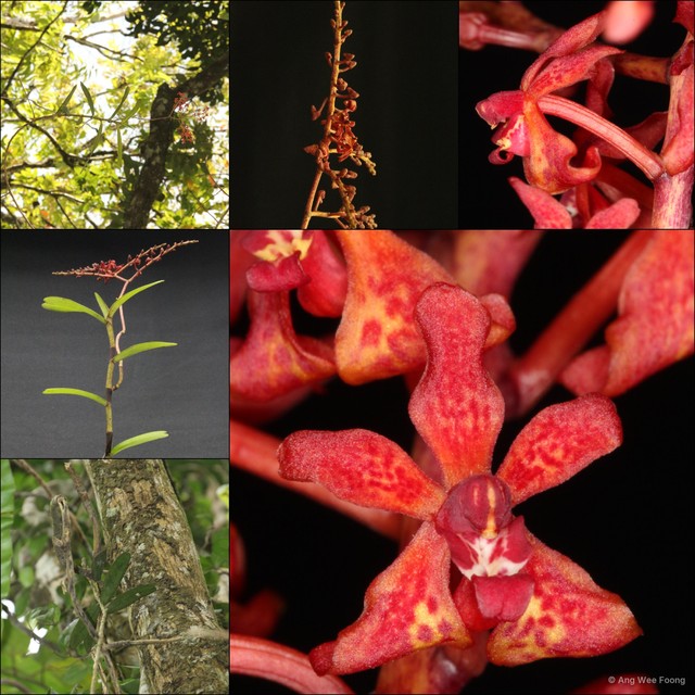 Renanthera elongata•&copy; Ang Wee Foong•All Rights Reserved