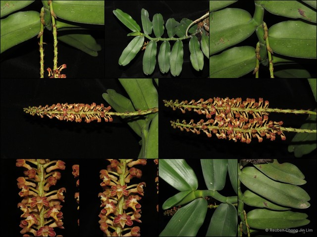Robiquetia spathulata•&copy; Reuben Chong Jin Lim•All Rights Reserved