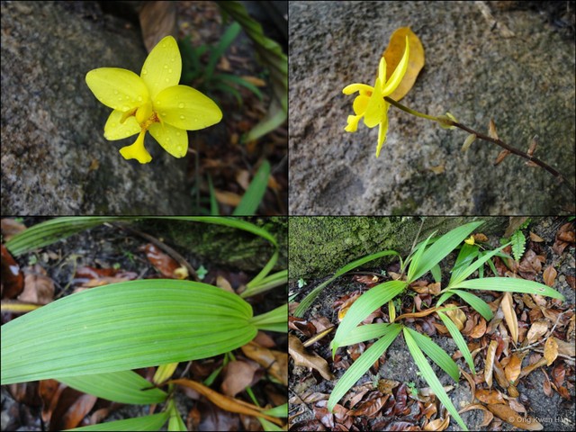 Spathoglottis gracilis•&copy; Ong Kwan Han•All Rights Reserved