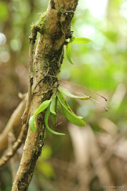 Thrixspermum trichoglottis•&copy; Ang Wee Foong•All Rights Reserved