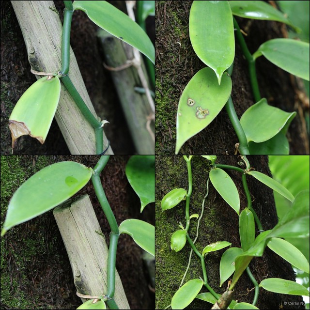 Vanilla (Xanata) planifolia•&copy; Cerlin Ng•All Rights Reserved