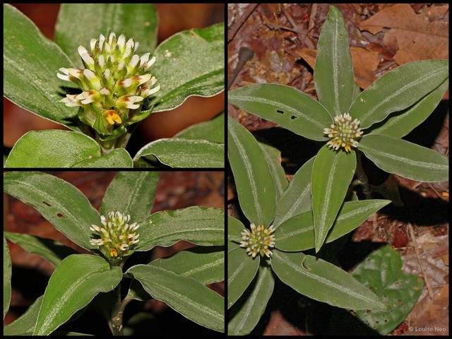 Vrydagzynea lancifolia•&copy; Louise Neo•All Rights Reserved