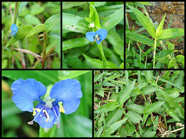 Commelina diffusa•&copy; Ong Kwan Han•All Rights Reserved