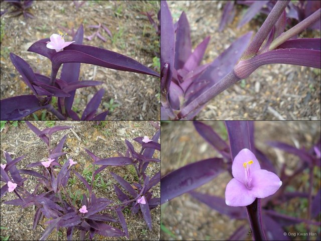 Tradescantia (Setcreasea) pallida•&copy; Ong Kwan Han•All Rights Reserved