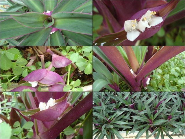 Tradescantia (Campelia) spathacea•&copy; Ong Kwan Han•All Rights Reserved
