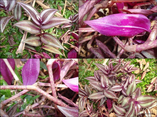 Tradescantia (Campelia) zebrina•&copy; Ong Kwan Han•All Rights Reserved