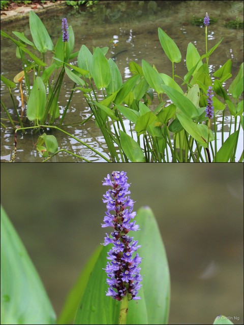 Pontederia (Pontederia) cordata•&copy; Cerlin Ng•All Rights Reserved