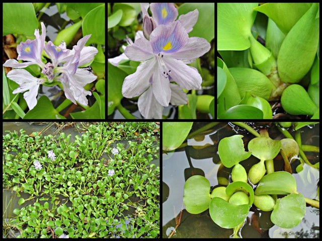 Pontederia (Oshunae) crassipes•&copy; Ong Kwan Han•All Rights Reserved