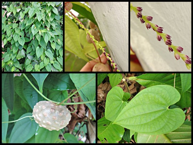 Dioscorea bulbifera•&copy; Ong Kwan Han•All Rights Reserved
