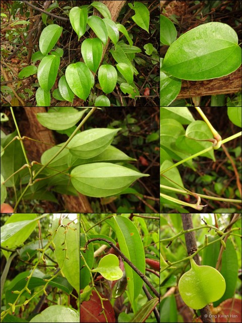 Dioscorea glabra•&copy; Ong Kwan Han•All Rights Reserved
