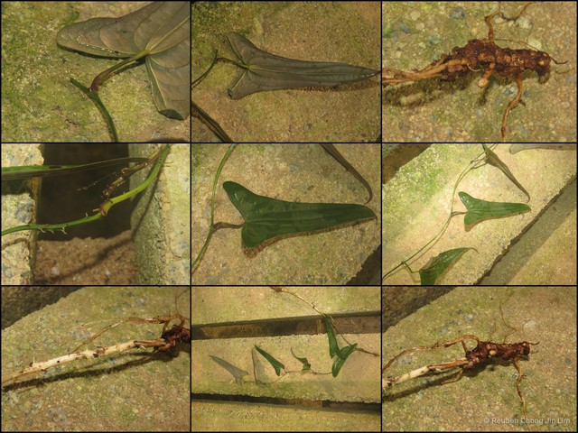 Dioscorea kingii•&copy; Reuben Chong Jin Lim•All Rights Reserved
