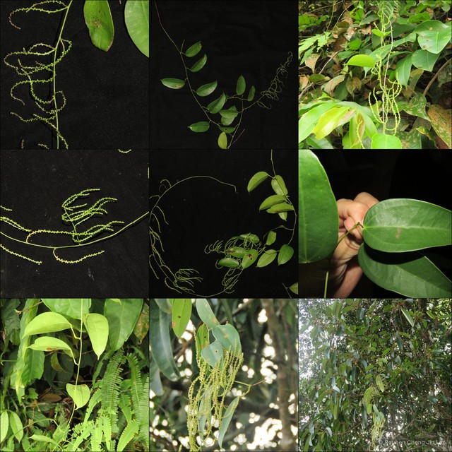 Dioscorea laurifolia•&copy; Reuben Chong Jin Lim•All Rights Reserved