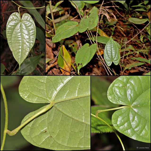 Dioscorea polyclades•&copy; Louise Neo•All Rights Reserved