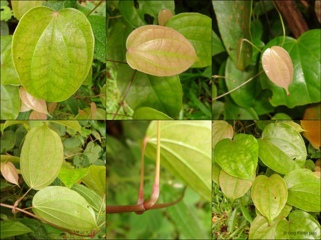 Dioscorea prainiana•&copy; Ong Kwan Han•All Rights Reserved