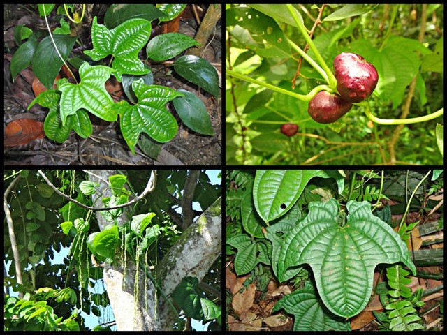 Dioscorea sansibarensis•&copy; Ong Kwan Han•All Rights Reserved