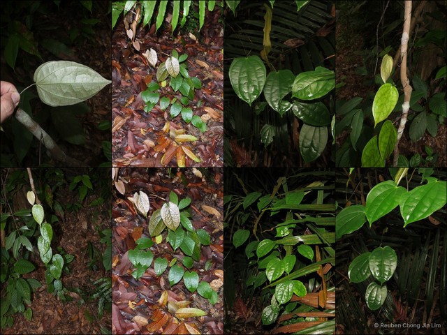 Dioscorea orbiculata var. tenuifolia•&copy; Reuben Chong Jin Lim•All Rights Reserved