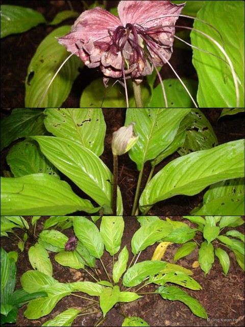 Tacca chantrieri•&copy; Ong Kwan Han•All Rights Reserved
