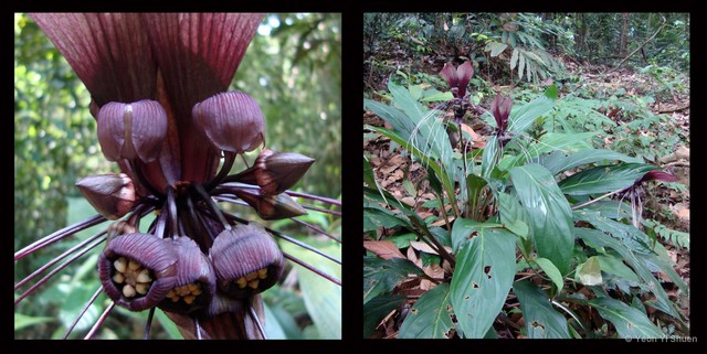 Tacca integrifolia•&copy; Yeoh Yi Shuen•All Rights Reserved