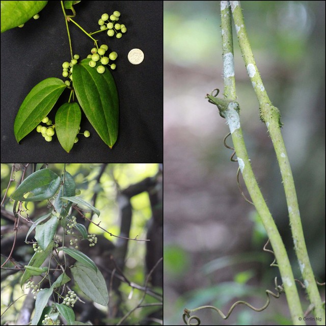Smilax calophylla•&copy; Cerlin Ng•All Rights Reserved