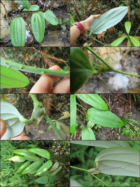 Smilax leucophylla•&copy; Yeoh Yi Shuen•All Rights Reserved