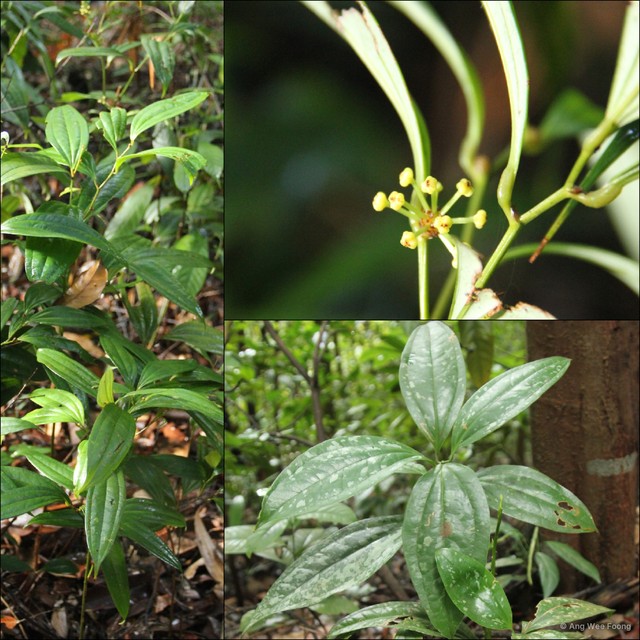 Smilax megacarpa•&copy; Ang Wee Foong•All Rights Reserved