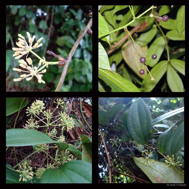 Smilax setosa•&copy; Yeoh Yi Shuen•All Rights Reserved