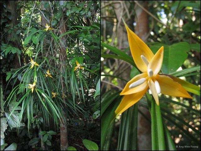 Freycinetia angustifolia•&copy; Ang Wee Foong•All Rights Reserved