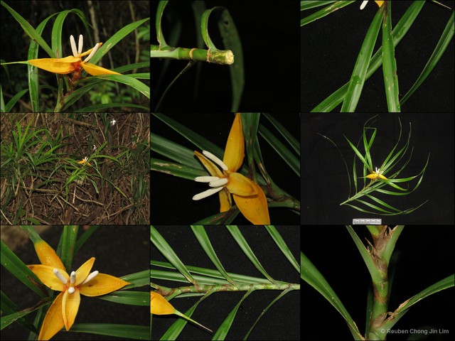 Freycinetia confusa•&copy; Reuben Chong Jin Lim•All Rights Reserved