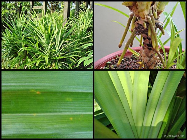 Pandanus amaryllifolius•&copy; Ong Kwan Han•All Rights Reserved