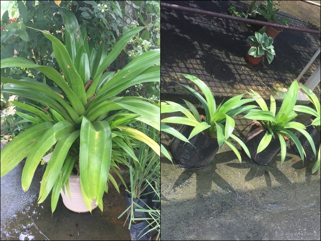 Pandanus dubius var. dubius•&copy; Ang Wee Foong•All Rights Reserved