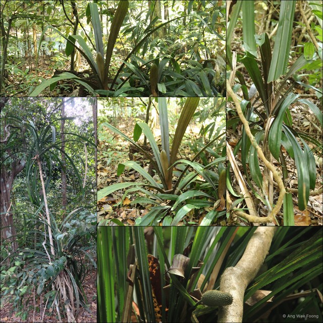 Pandanus houlletii•&copy; Ang Wee Foong•All Rights Reserved