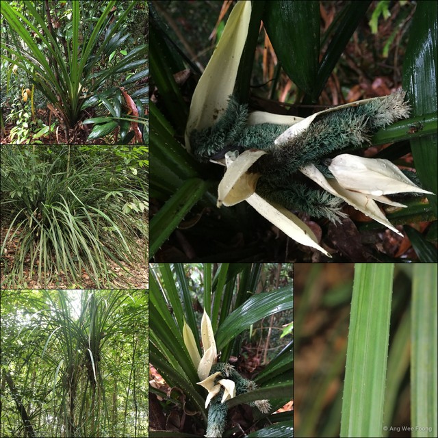 Pandanus monotheca•&copy; Ang Wee Foong•All Rights Reserved