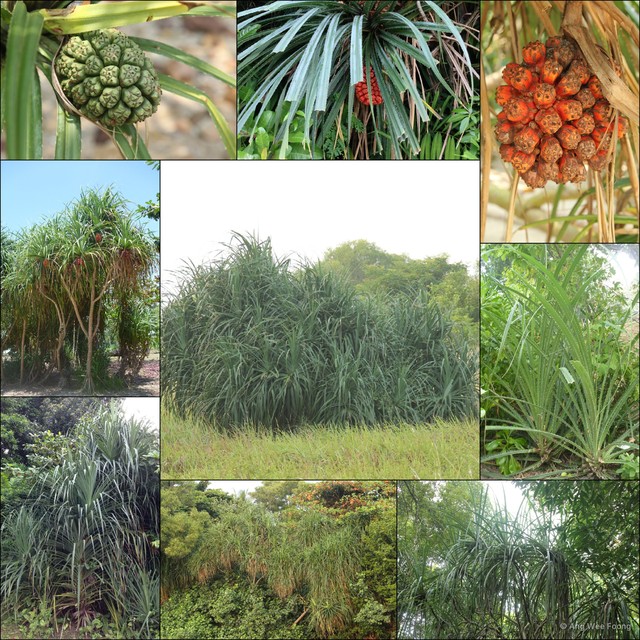 Pandanus odorifer•&copy; Ang Wee Foong•All Rights Reserved