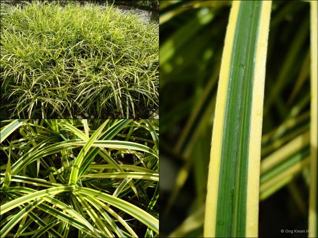 Pandanus pygmaeus•&copy; Ong Kwan Han•All Rights Reserved
