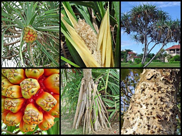 Pandanus tectorius•&copy; Ong Kwan Han•All Rights Reserved