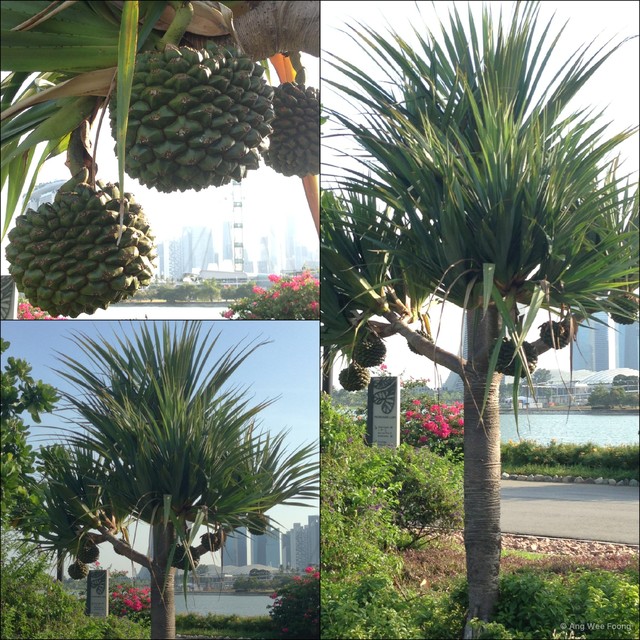 Pandanus utilis•&copy; Ang Wee Foong•All Rights Reserved